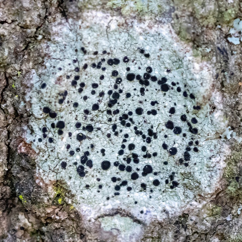 Curtis' Disc Lichen photo 8