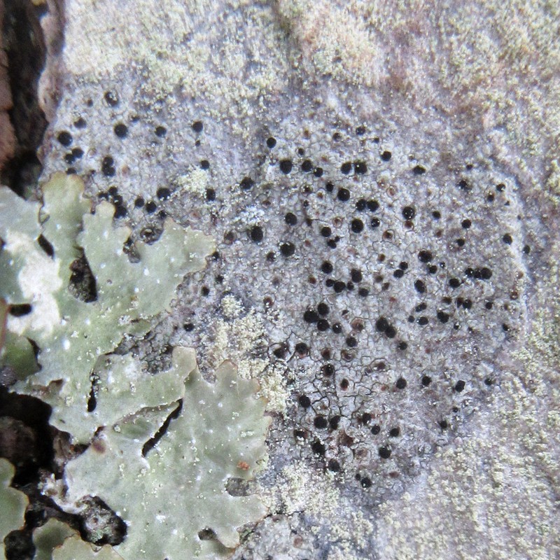 Disc Lichen