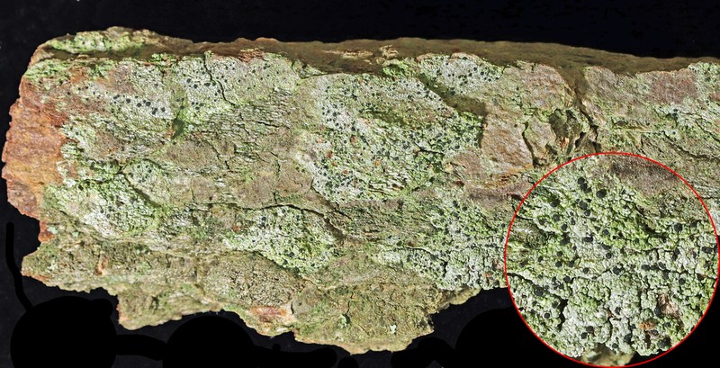 Disc Lichen photo 2