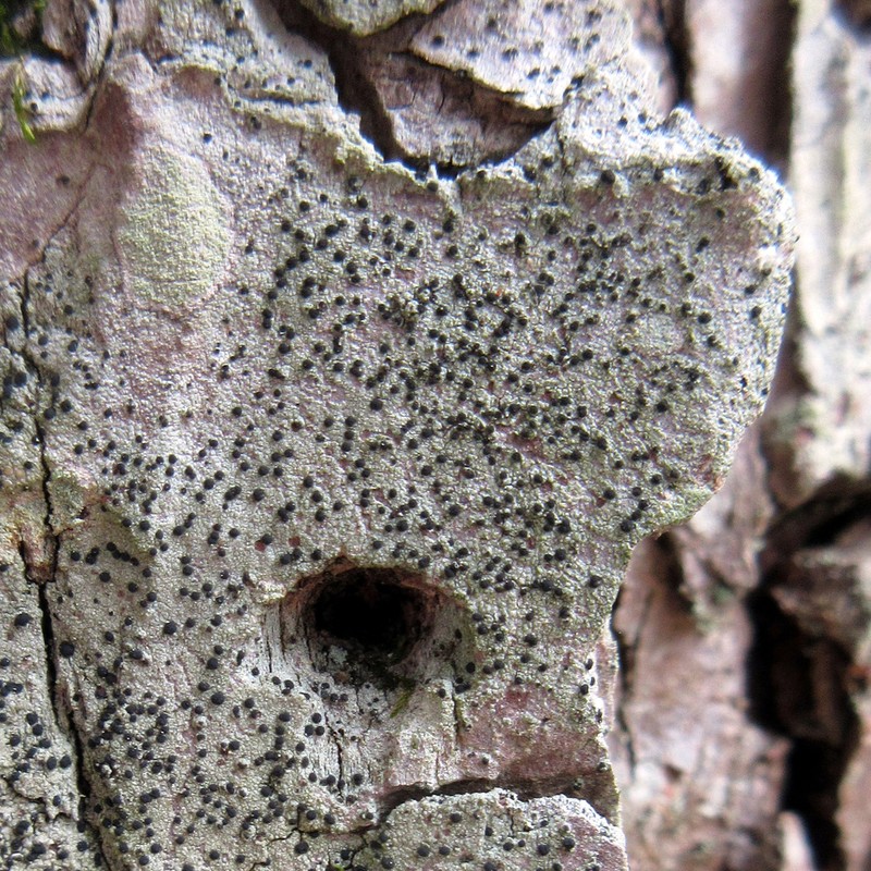 Disc Lichen photo 3