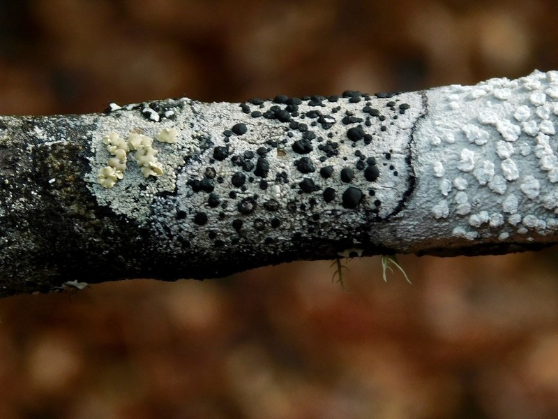 Disc Lichen photo 4