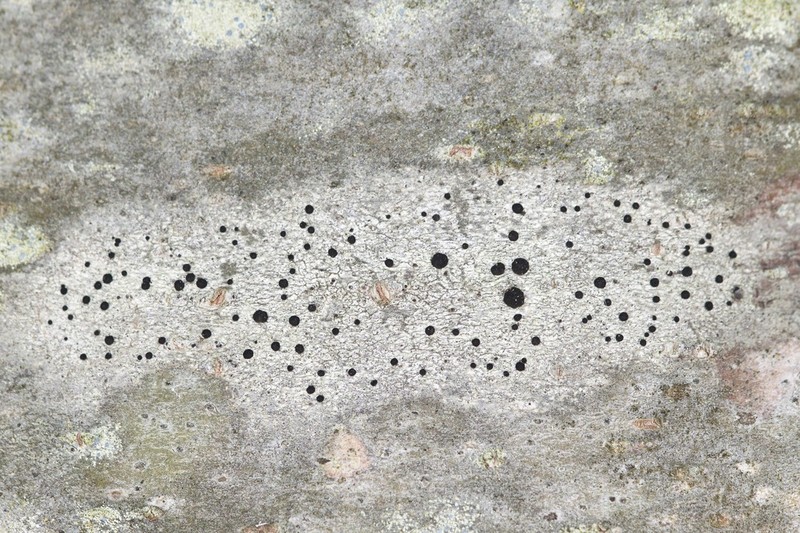 Disc Lichen photo 5