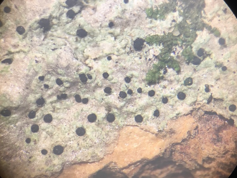 Disc Lichen photo 6