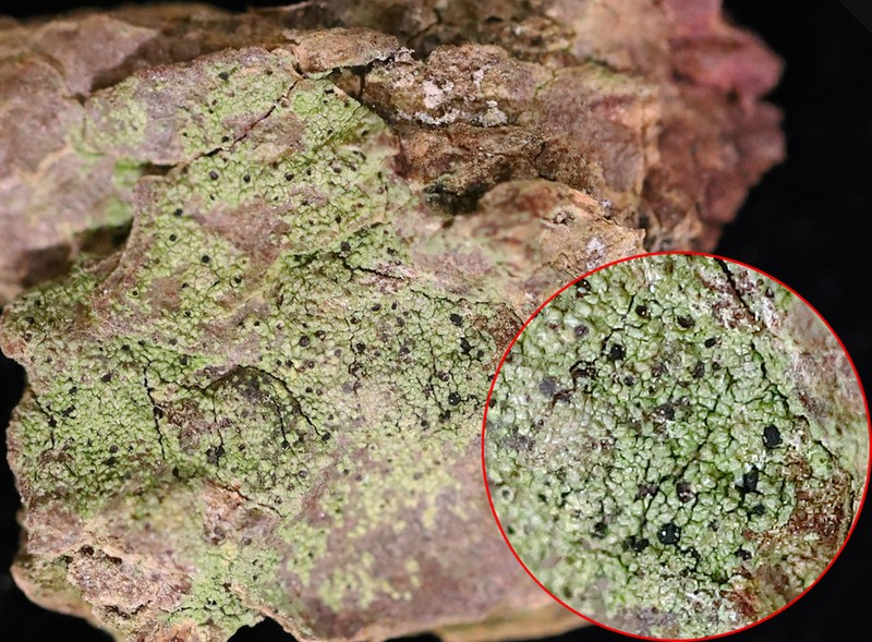 Disc Lichen photo 7