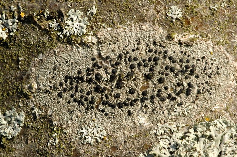 Disc Lichen