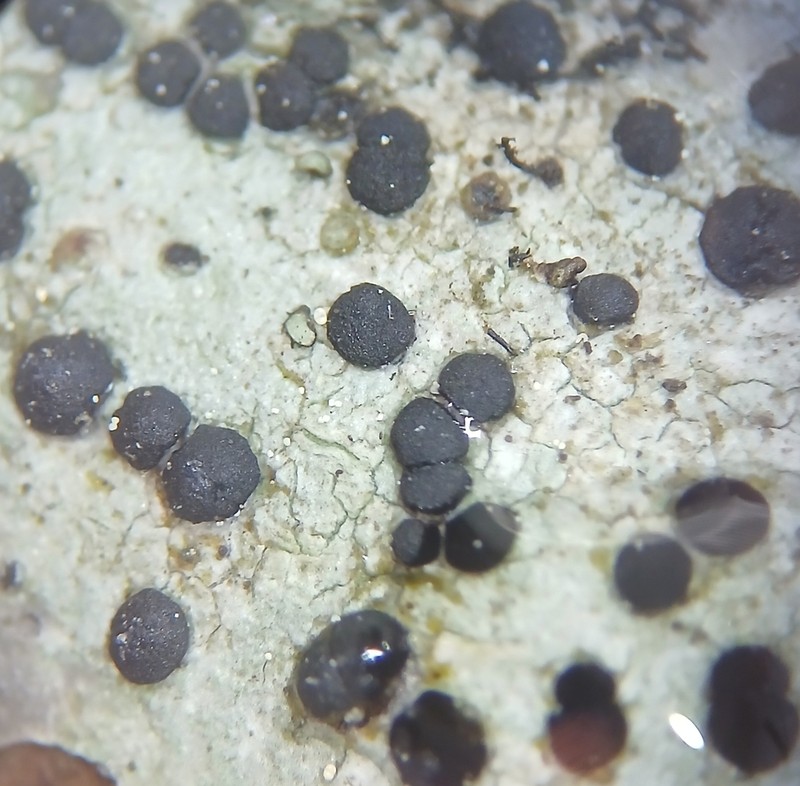Disc Lichen photo 2
