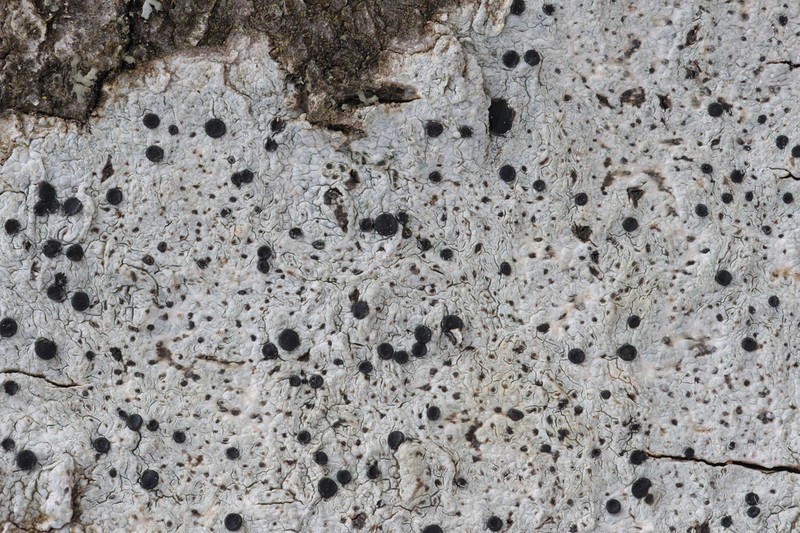 Disc Lichen photo 3