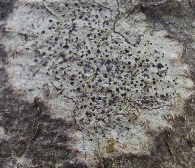 Disc Lichen photo 4