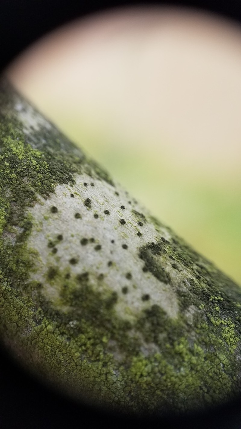 Disc Lichen photo 5
