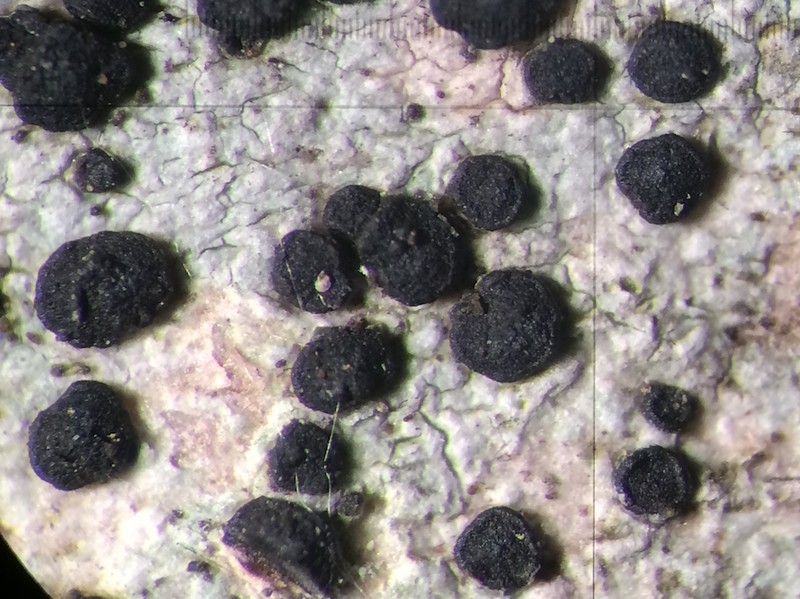 Disc Lichen photo 6