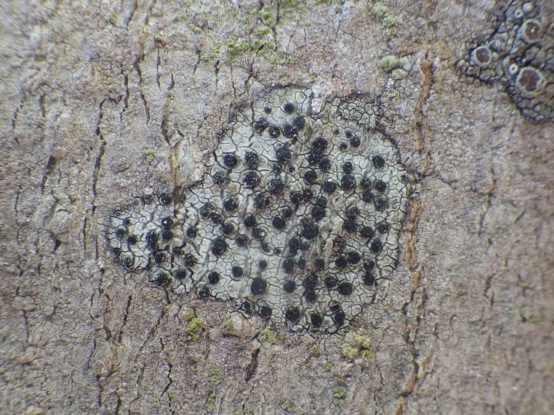 Disc Lichen photo 7