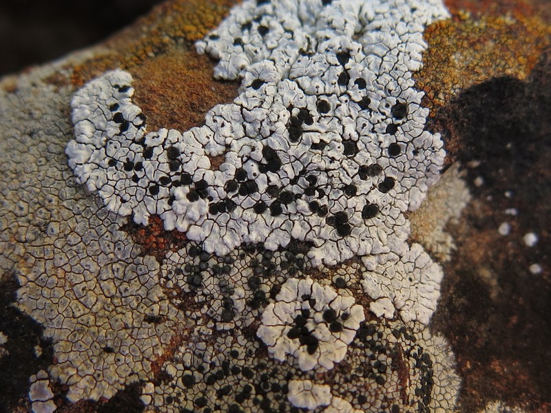 Buellia dispersa photo 3