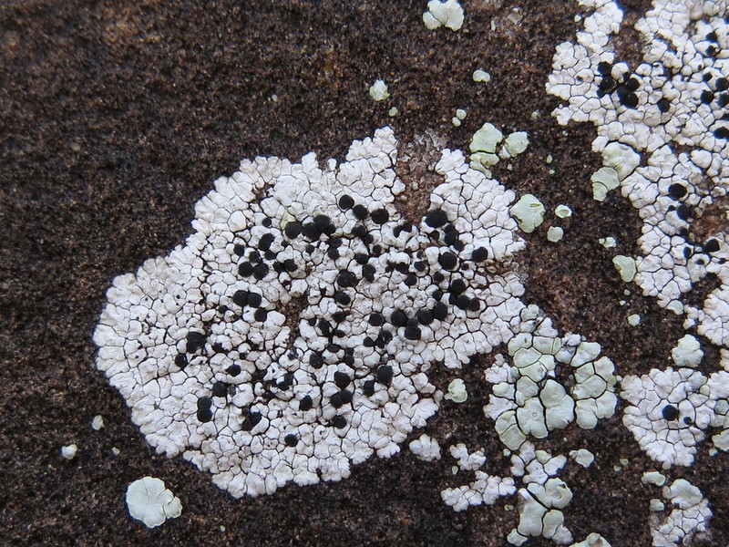 Buellia dispersa photo 4