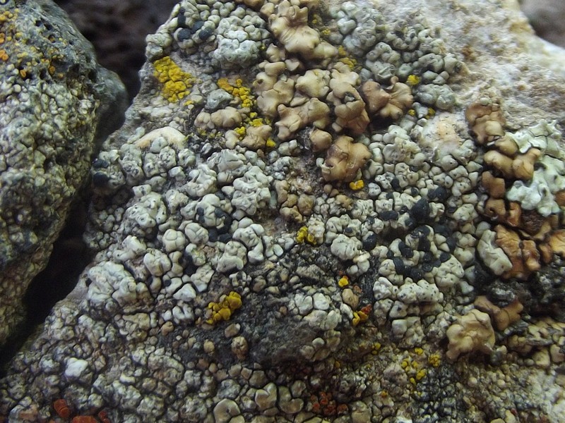 Buellia dispersa photo 6