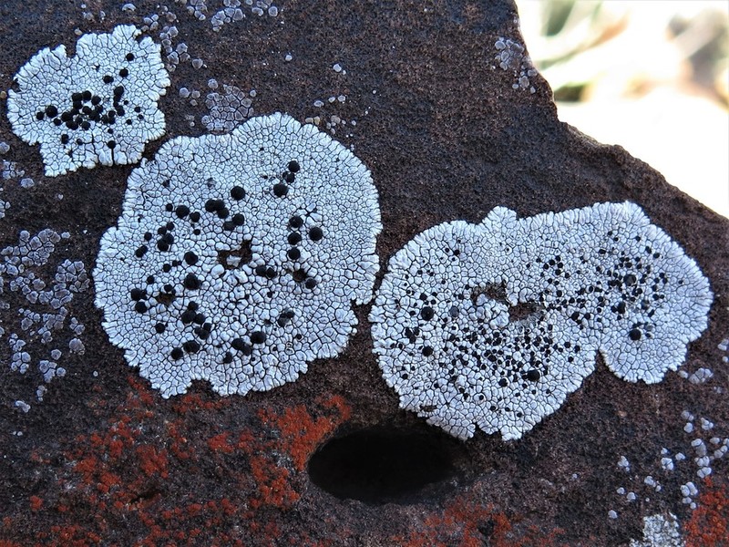 Buellia dispersa photo 7
