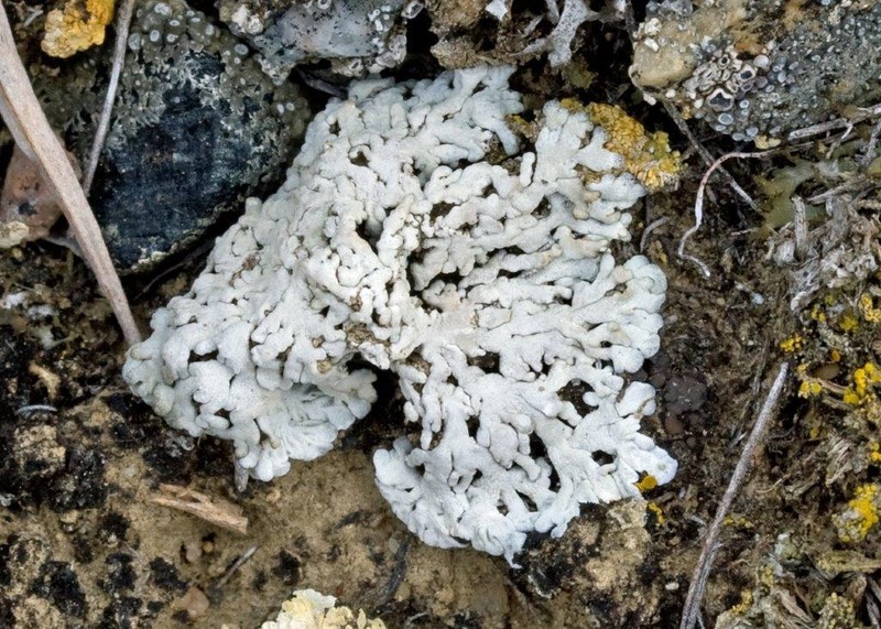 Elegant Disc Lichen
