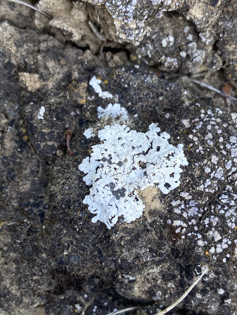 Elegant Disc Lichen photo 2