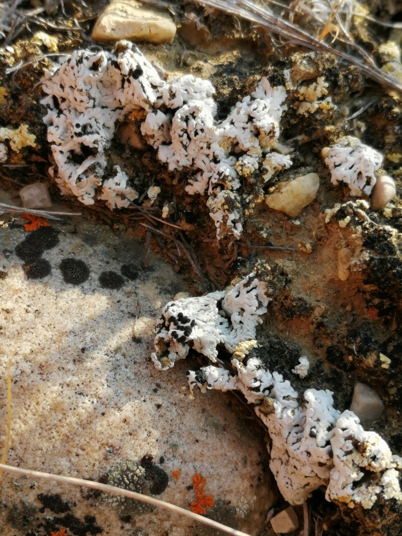 Elegant Disc Lichen photo 3