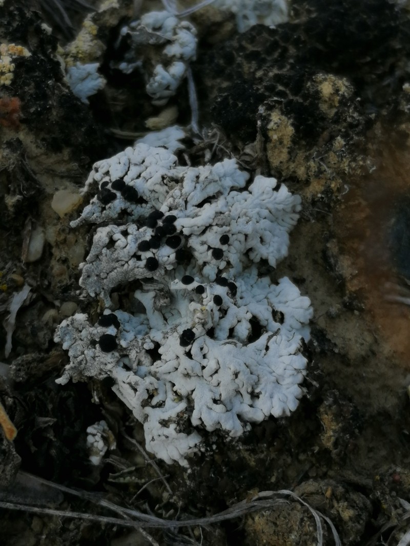 Elegant Disc Lichen photo 4