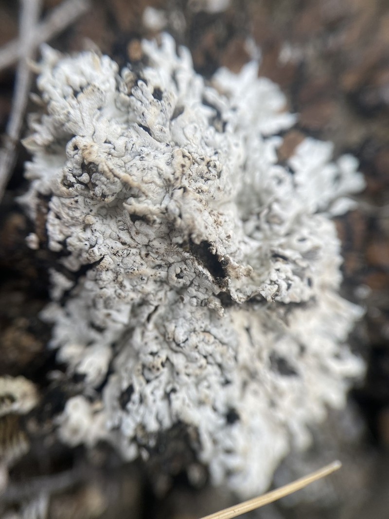 Elegant Disc Lichen photo 5