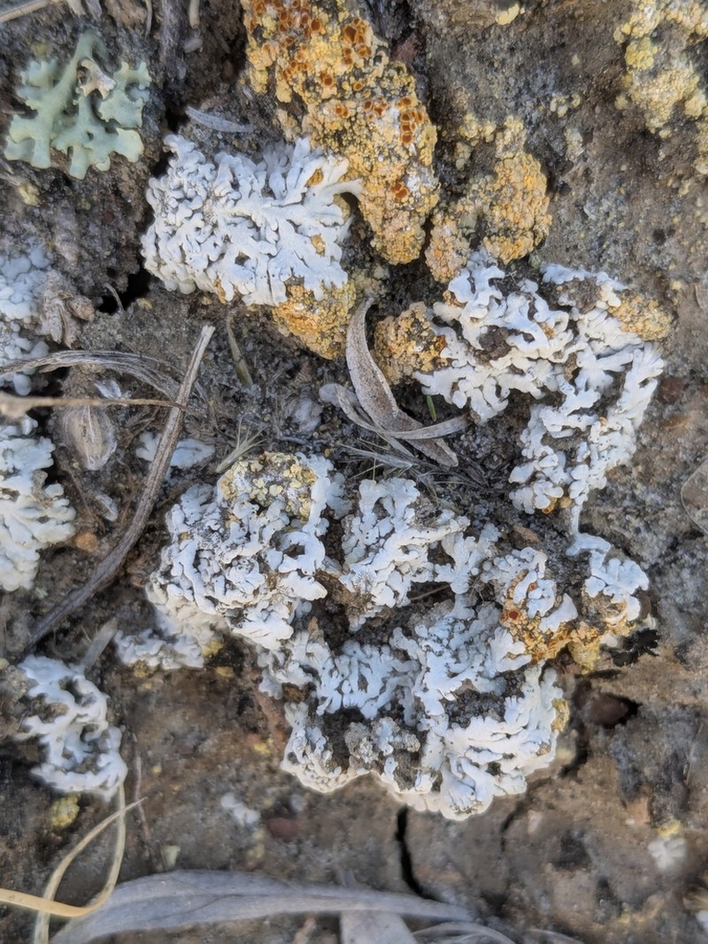 Elegant Disc Lichen photo 6