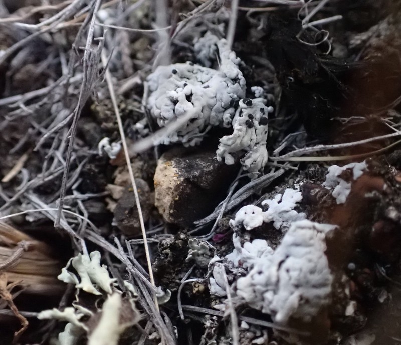 Elegant Disc Lichen photo 7