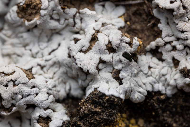 Elegant Disc Lichen photo 8