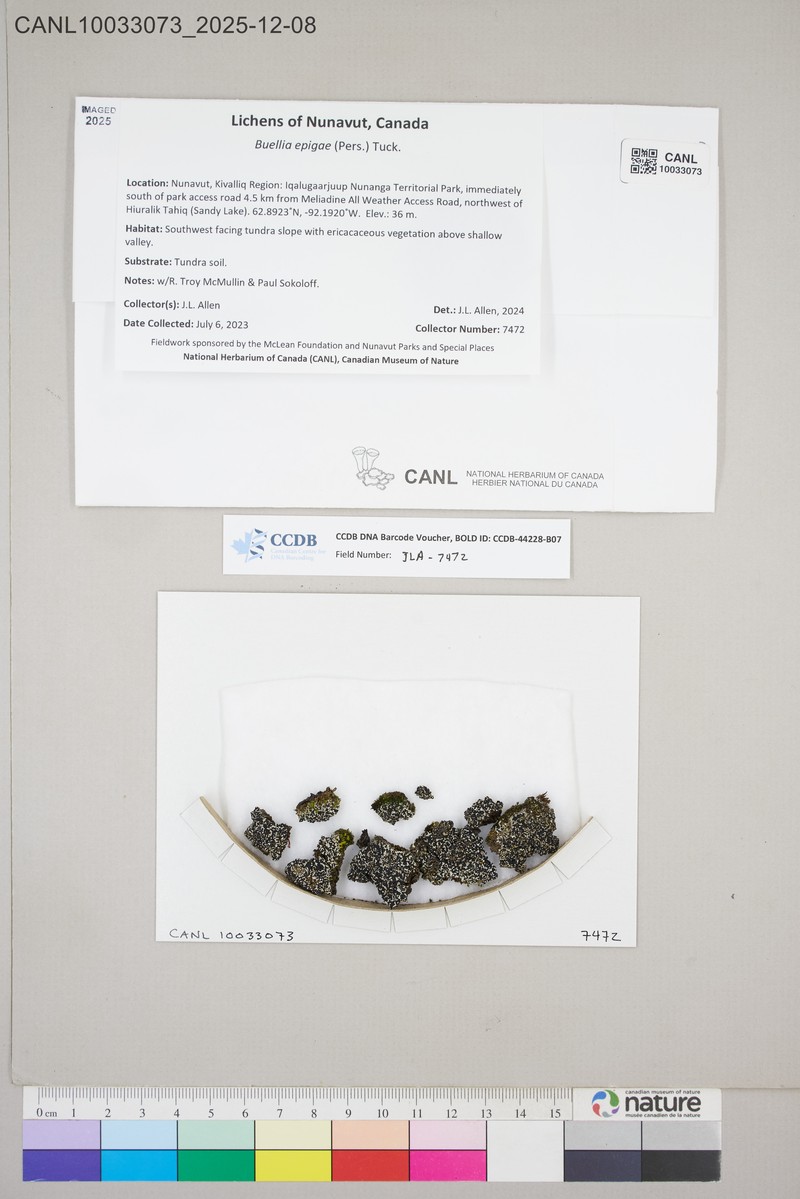 Disc Lichen