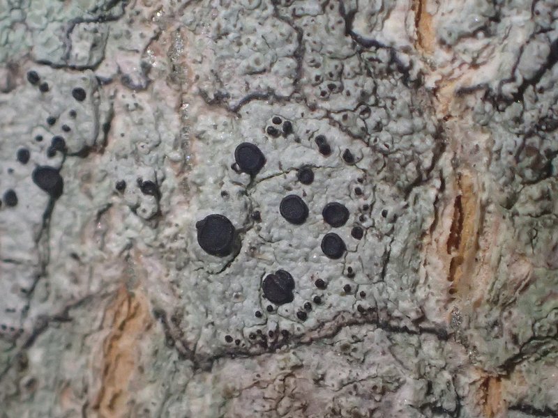 Disc Lichen photo 2