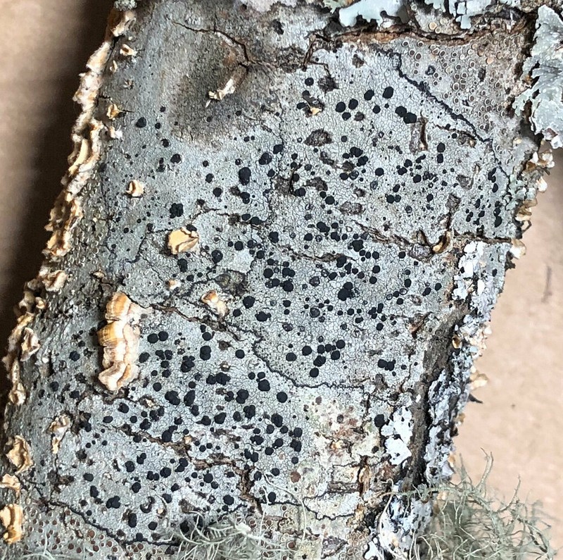 Disc Lichen photo 7