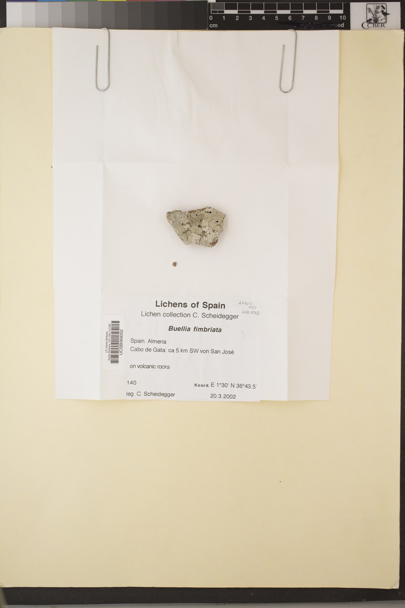 Disc Lichen