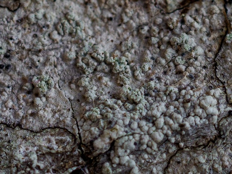 Disc Lichen