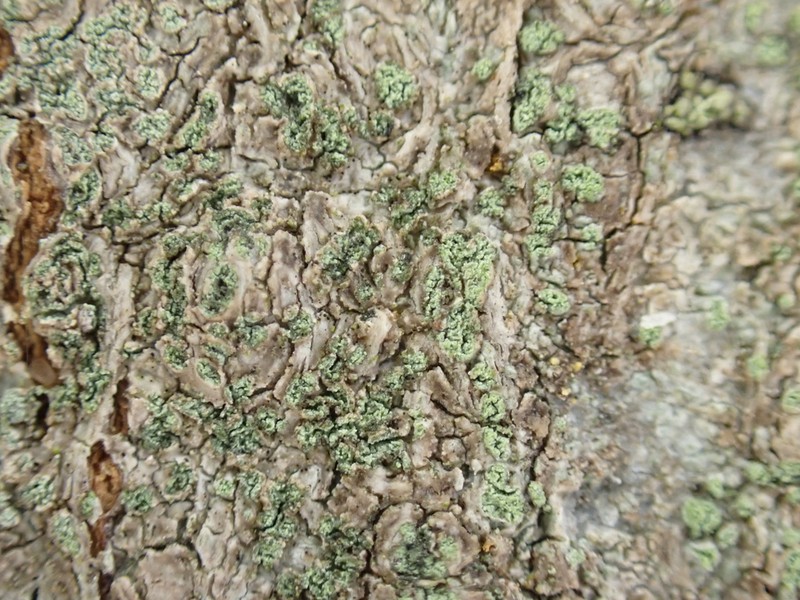 Disc Lichen photo 2