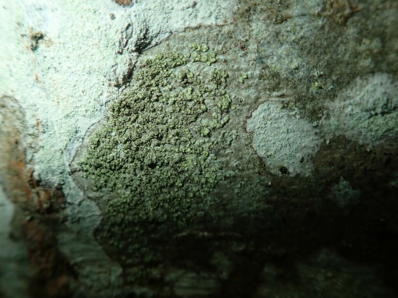 Disc Lichen photo 3