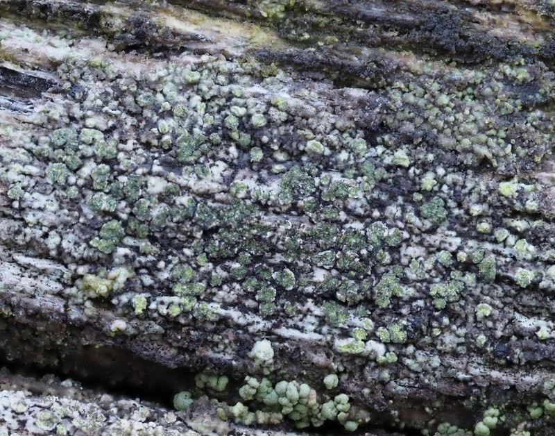 Disc Lichen photo 4
