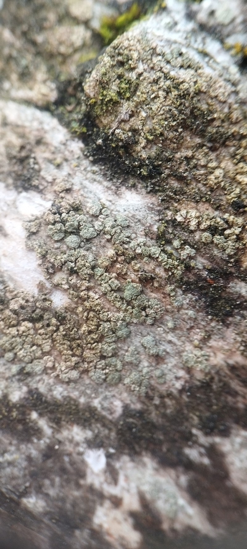 Disc Lichen photo 5