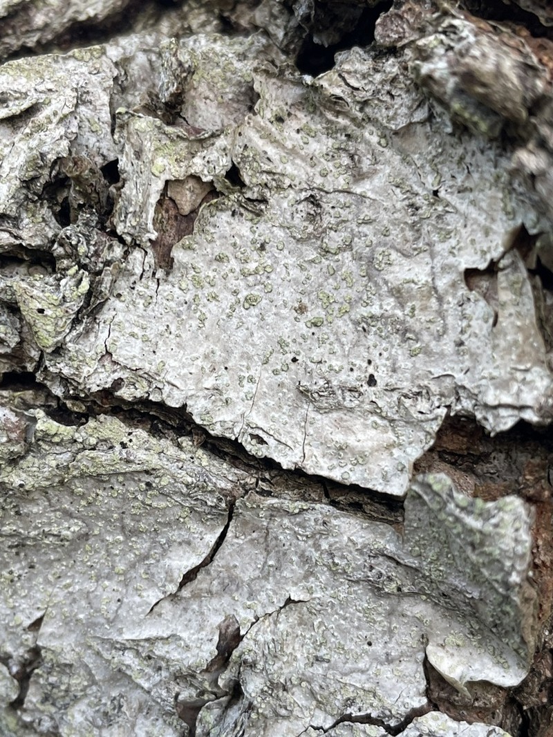 Disc Lichen photo 6