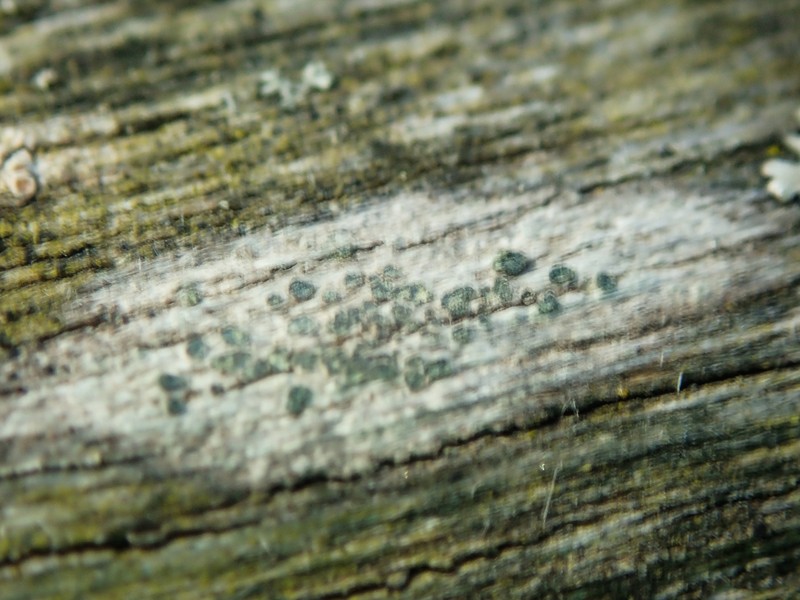 Disc Lichen photo 7