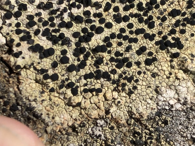 Disc Lichen