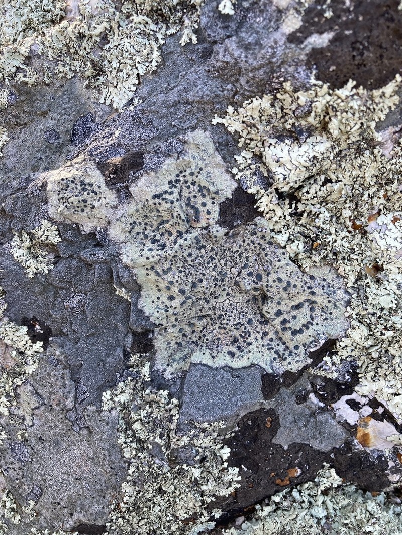 Disc Lichen