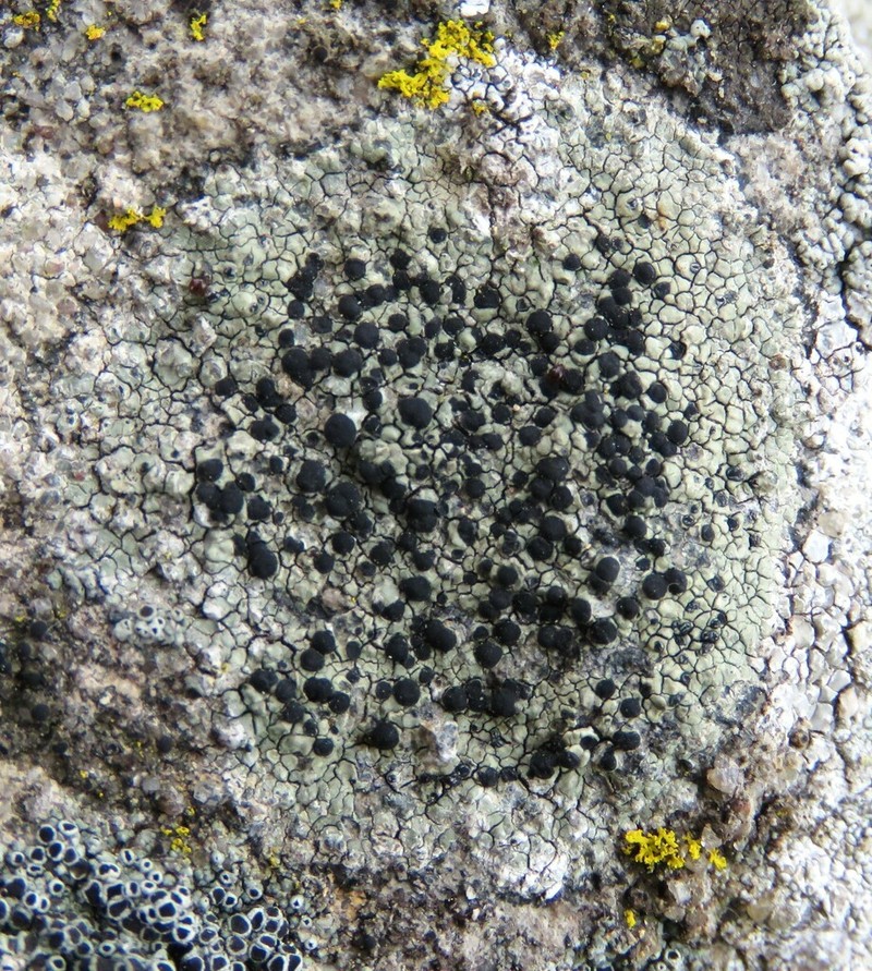 Disc Lichen photo 2