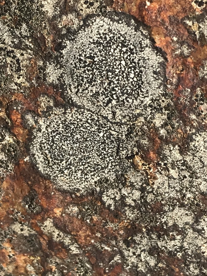 Disc Lichen photo 3