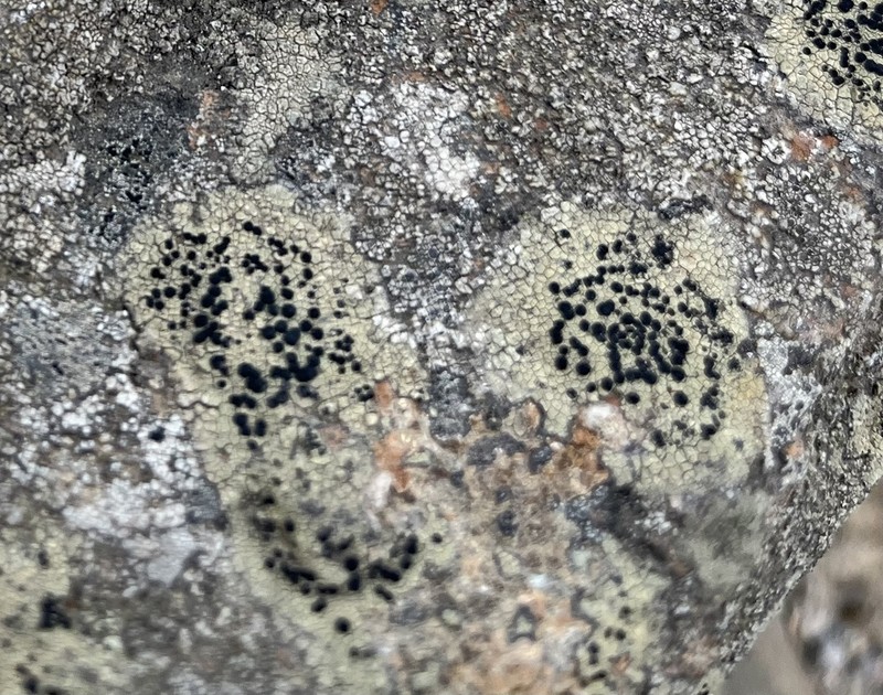 Disc Lichen photo 4