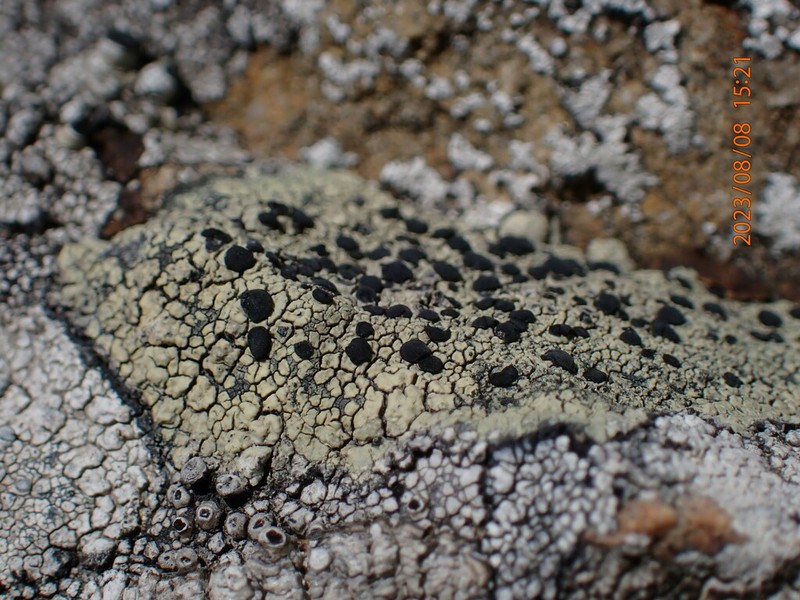 Disc Lichen photo 5