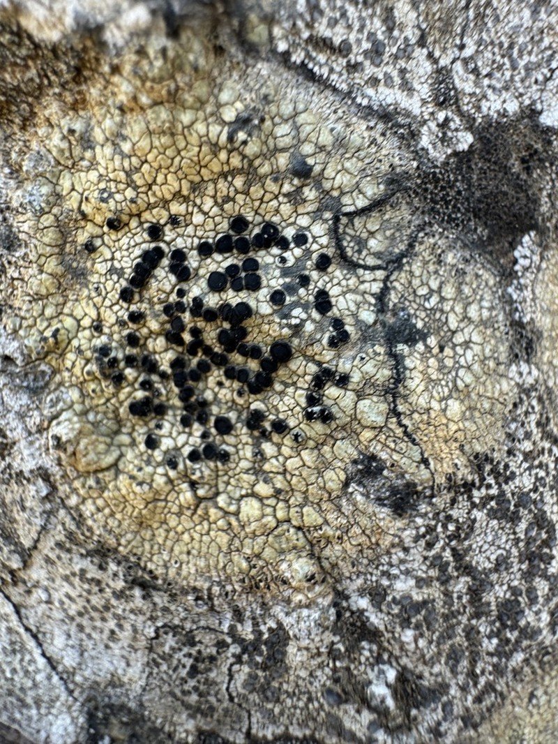 Disc Lichen photo 6