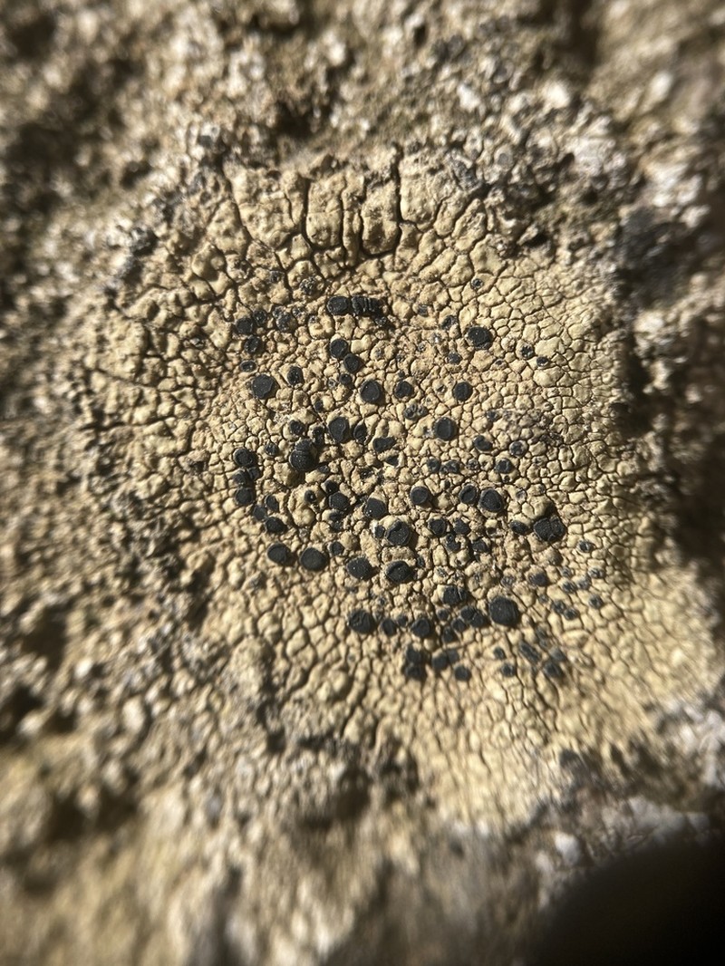 Disc Lichen photo 7