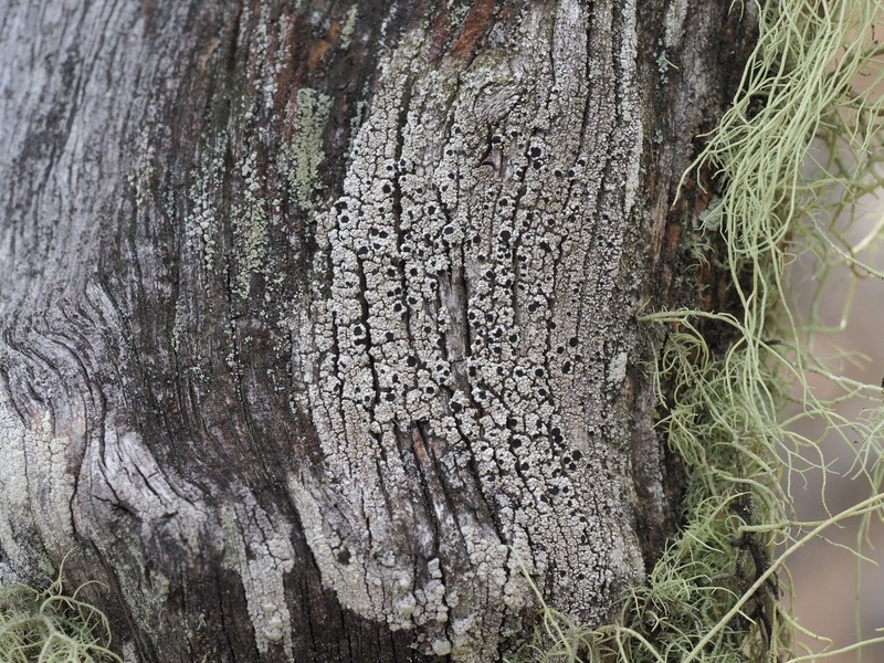 Buellia imshaugiana
