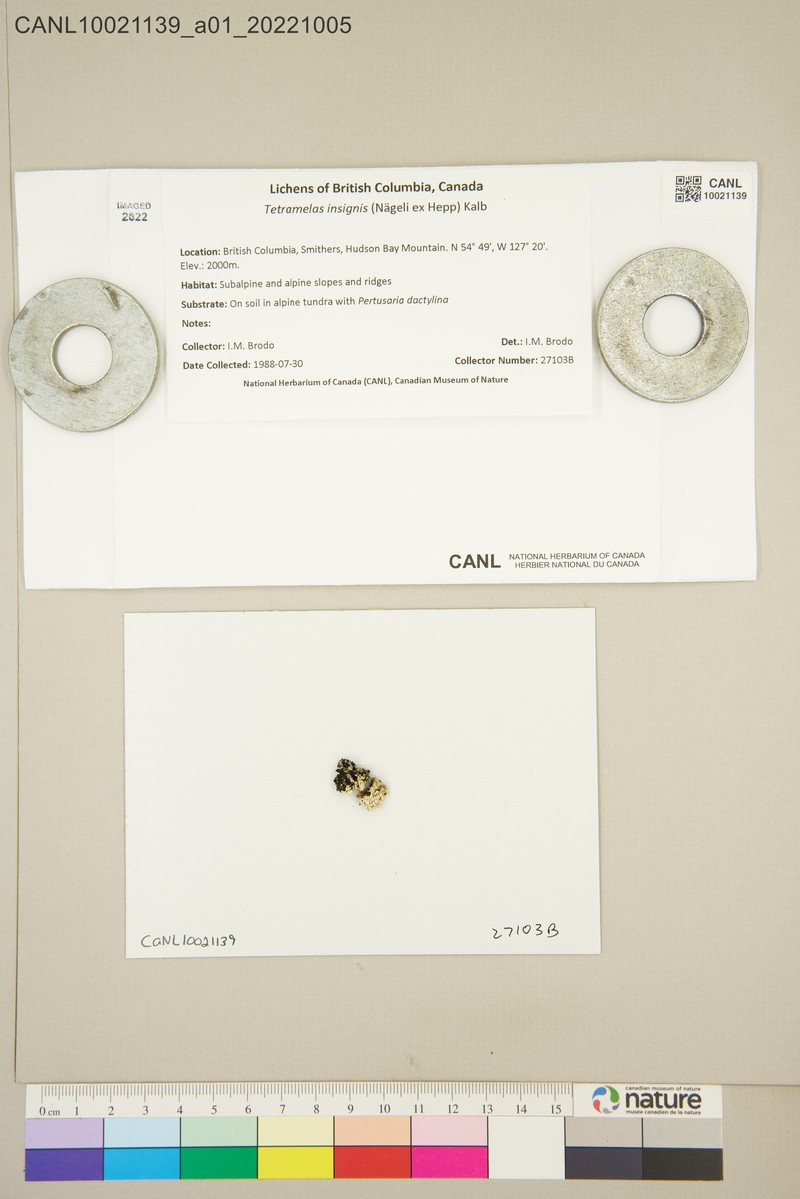 Disc Lichen
