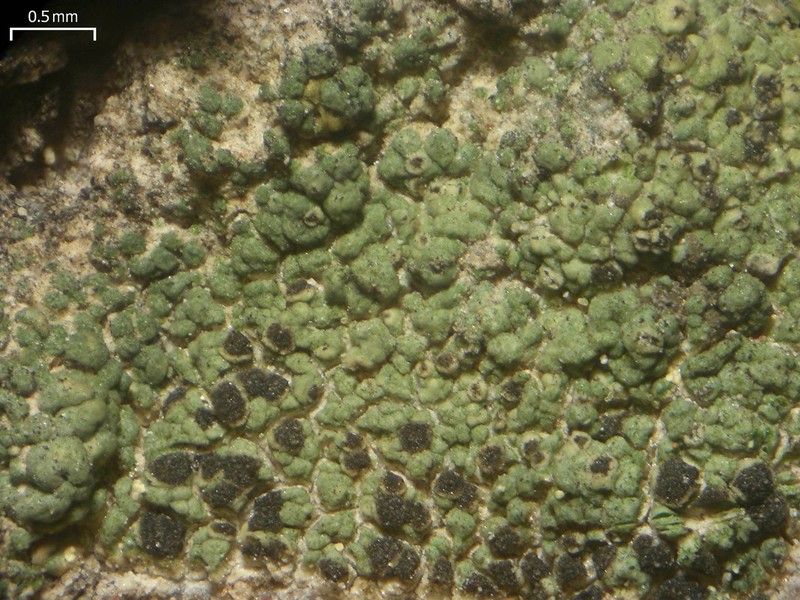 Disc Lichen