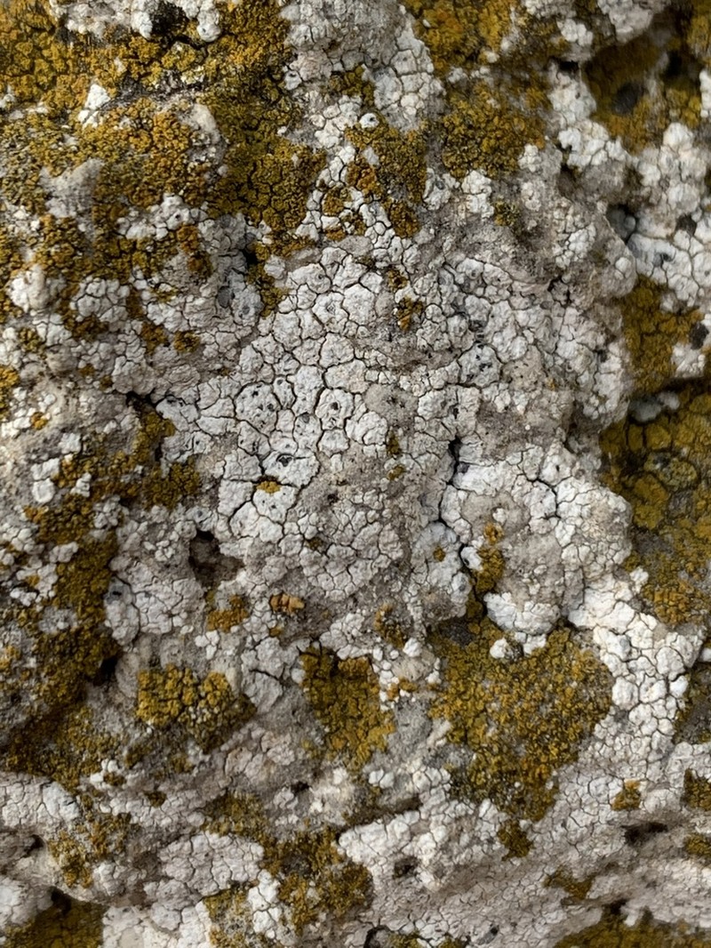 Lecanora Disc Lichen photo 2